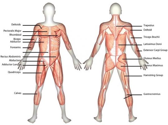 muscle strain (muscle pain)